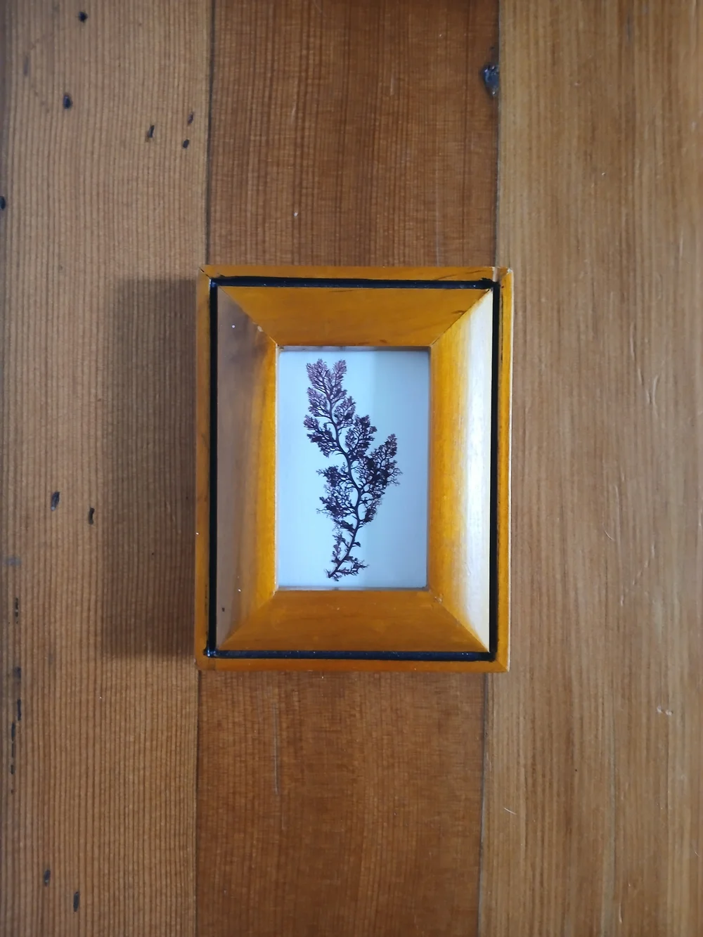 Wooden Orange Picture Frame with Botanical Art - Unbranded